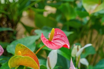 ひっそりと咲く赤いアンスリウム