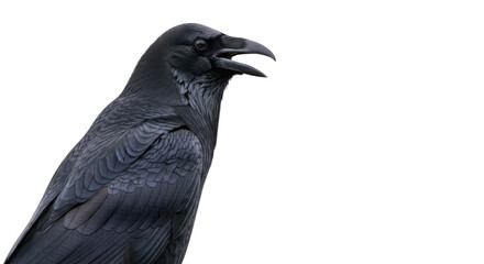 Fototapeta premium Closeup of a Crow Bird with Open Beak.