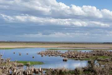 Wetland landscape with dry vegetation and blue sky with clouds.
