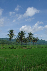 Obraz premium Vertical view of coconut trees in a rice field on a bright sunny day. Panoramic view of a rural rice field with a hilly background. For graphic design, 3D rendering and banners
