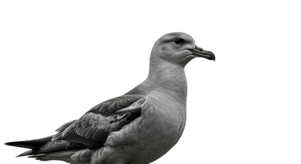 Seagull Bird in Profile on White Background.