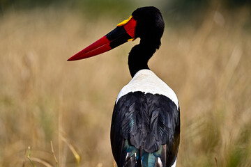 A Saddle-Billed Storks in the bush searching for food