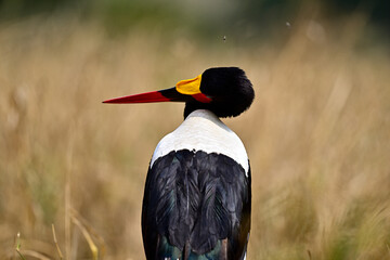 A Saddle-Billed Storks in the bush searching for food