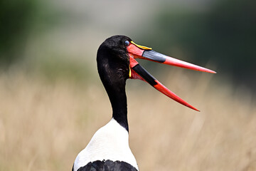 A Saddle-Billed Storks in the bush searching for food