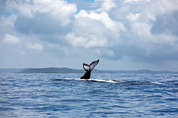 Fototapeta premium A large humpback tail slaps its fluke (tail fin) on the ocean's surface in the pristine blue waters surrounding the many picturesque islands on Vava'u in the Kingdom of Tonga.