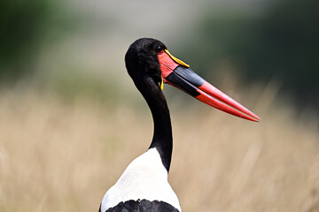 A Saddle-Billed Storks in the bush searching for food