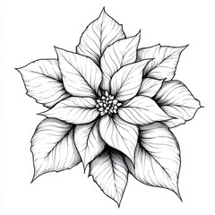 Fototapeta premium poinsettia flower detailed line-art, elegant and festive, white background