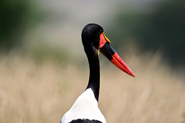 A Saddle-Billed Storks in the bush searching for food