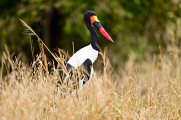 A Saddle-Billed Storks in the bush searching for food