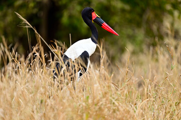 A Saddle-Billed Storks in the bush searching for food