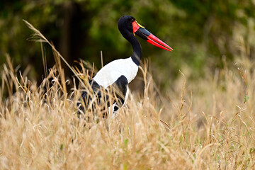 A Saddle-Billed Storks in the bush searching for food