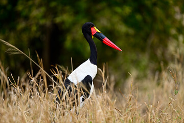 A Saddle-Billed Storks in the bush searching for food