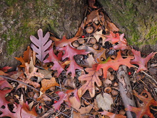beautiful fallen leaves at foot of tree