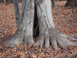 tree base with wide opening