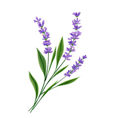 Fototapeta premium Elegant lavender sprigs with vibrant purple flowers and lush green leaves, perfect for adding a touch of natural beauty to wedding invitations and spa designs