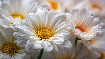 Close-up of a bouquet of vibrant, pure white daisies with bright yellow and orange centers