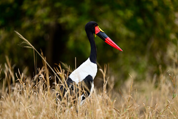 A Saddle-Billed Storks in the bush searching for food