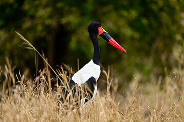 A Saddle-Billed Storks in the bush searching for food