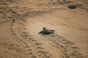 Turtle race