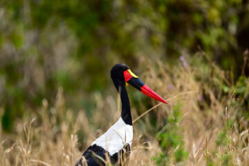 A Saddle-Billed Storks in the bush searching for food
