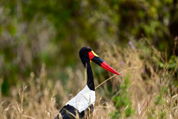 A Saddle-Billed Storks in the bush searching for food