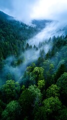 Lush Green Forest Covered in Misty Fog in Mountain Landscape