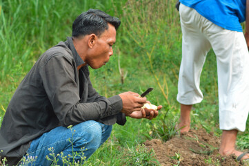 A closeâ€‘up shows a worker crouching in Critical Irrigated Land, cutting and tasting raw...