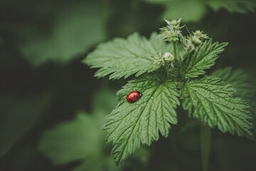 Obraz premium Ladybug rests atop lush, textured green leaves