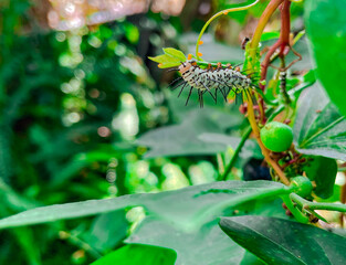 Zebra Longwing Caterpillar