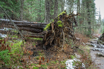 A fallen tree lies uprooted, covered in bright moss, in the forest scene.