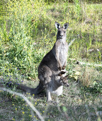 Kangaroo mum and joey