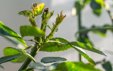 Close up of Aphids sucking nutrient from the rose leaf. Aphids is small, soft-bodied insects that feed by sucking the nutrient-rich liquids out of plant