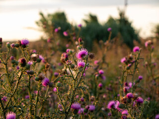 Fototapeta premium field of lavender flowers
