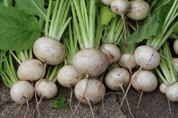 シンプルに描かれた採れたてのカブの素朴な美しさ