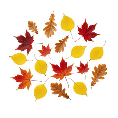 Fototapeta premium Assortment of vibrant red, yellow, and orange autumn leaves from maple and oak trees.