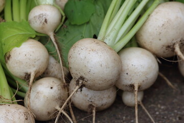 無農薬栽培の優しい味わいが自慢の採れたてカブ