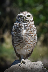 Retrato lechuza