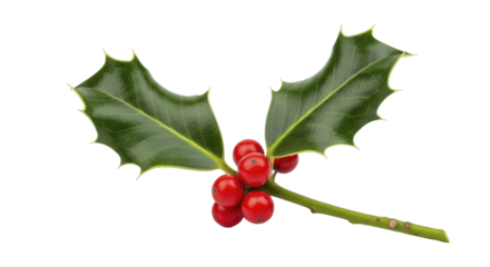 Fresh green holly leaves with vibrant red berries on a transparent background PNG image