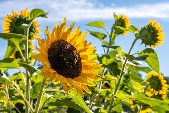 Honeybee pollinating a big cheerful yellow sunflower blooming on a sunny summer day against a blue sky, as a nature background
