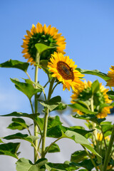 Field of yellow sunflowers growing tall towards the sun, sunny summer blue sky day, as a nature background
