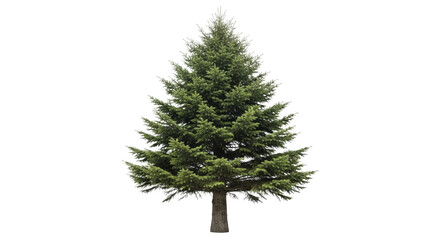 Full Christmas Tree Green Spruce Pine Fir Evergreen on a Transparent Background PNG Image