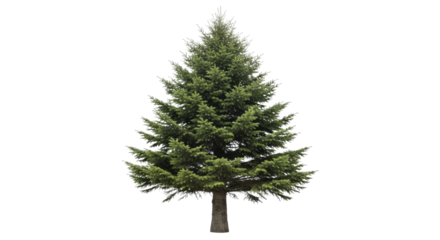 Full Christmas Tree Green Spruce Pine Fir Evergreen on a Transparent Background PNG Image