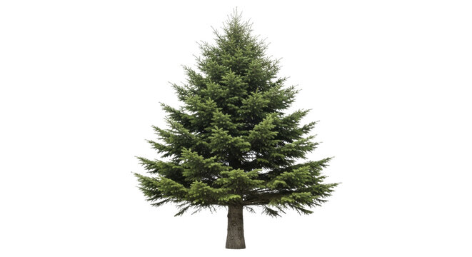 Full Christmas Tree Green Spruce Pine Fir Evergreen on a Transparent Background PNG Image