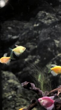 A vibrant group of small, colorful fish swimming in a freshwater aquarium. The peaceful underwater scene is full of life and vivid colors, vertical