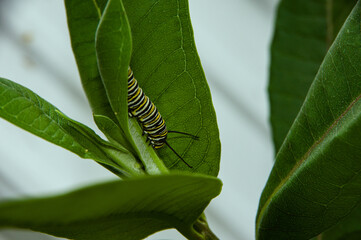 caterpillar on leaf