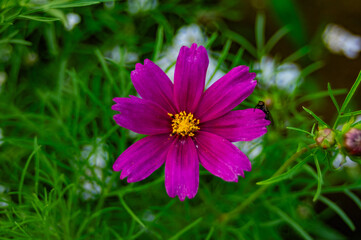 pink cosmos flower