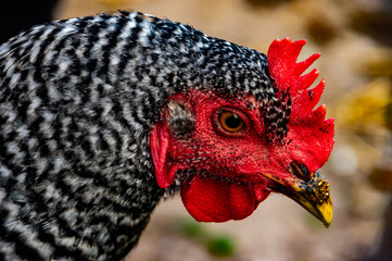 portrait of a rooster