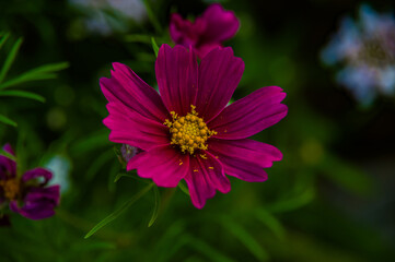 Obraz premium pink cosmos flower