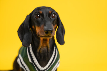 A black and tan dachshund dog dressed in a green and white sweater sits against a bright yellow background, looking directly at the camera with alert expression