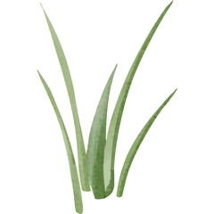 Delicate Green Grass Blades With Subtle Tones And Natural Texture Isolated On A White Canvas With Soft Lighting Perfect For Nature Themes